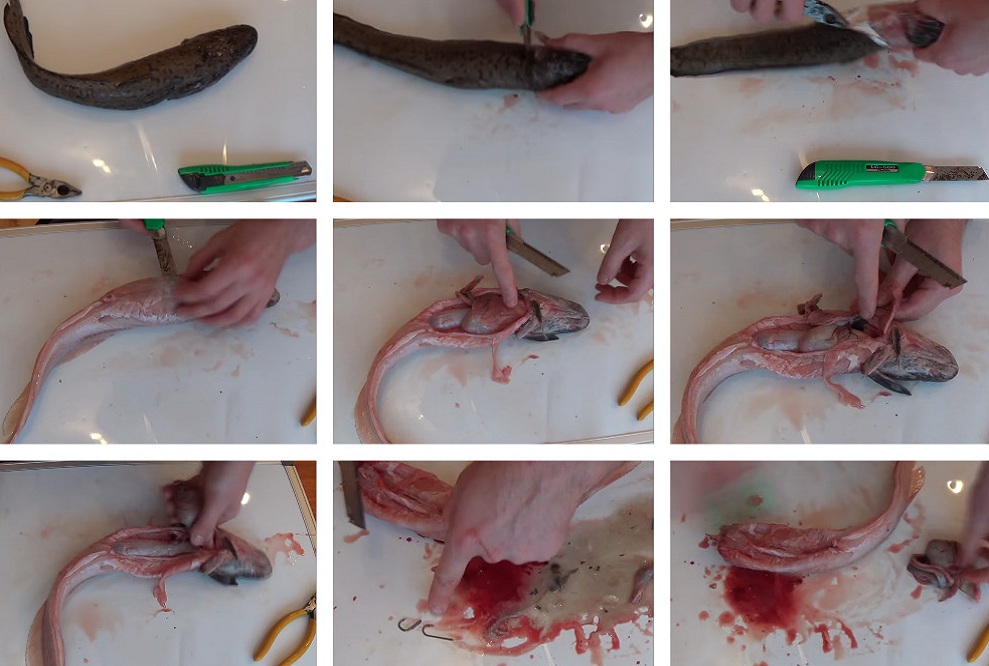 чистка рыбы налим