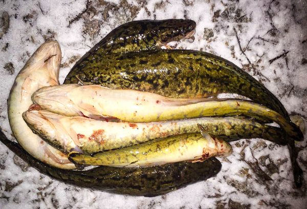 ловля налима