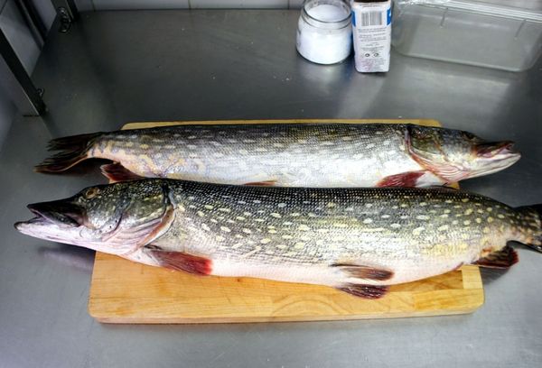 свежая рыба