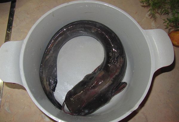 рыба сом в кастрюле