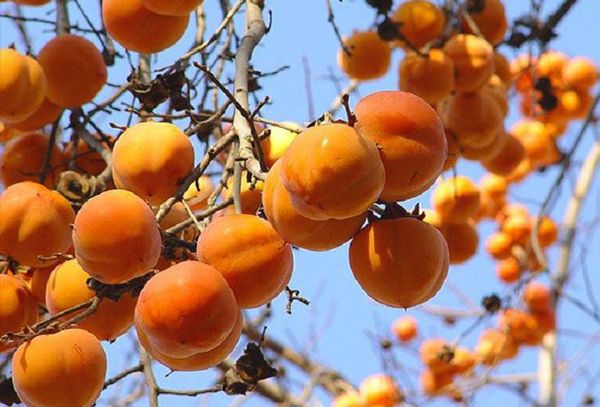 плоды хурмы на дереве
