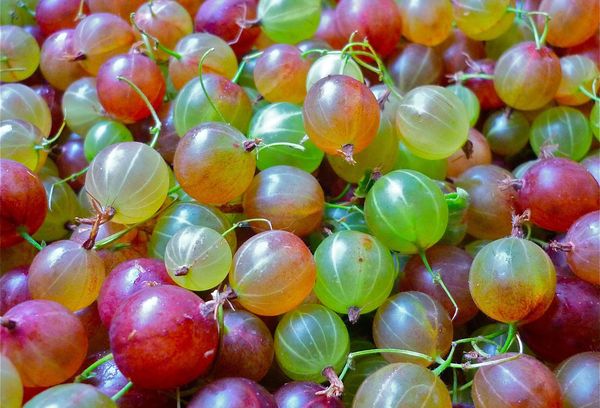 Плоды крыжовника