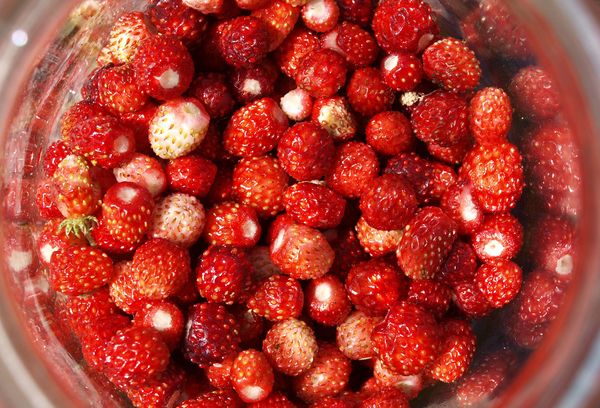 лесные ягоды