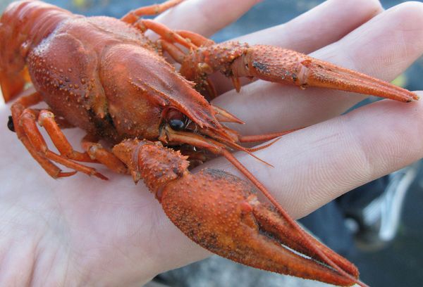 рак на руке