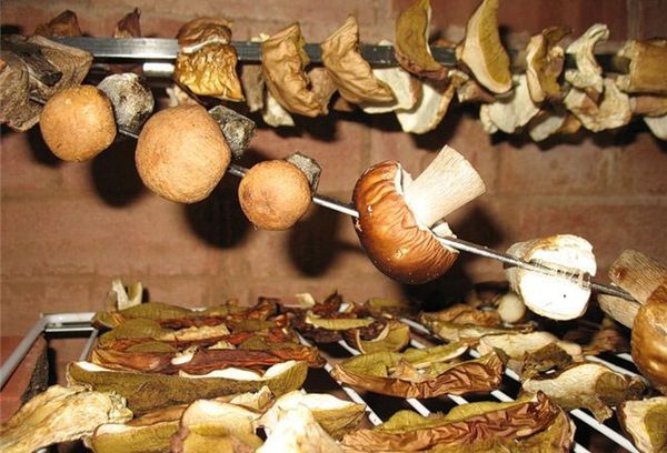 Грибы на сушке