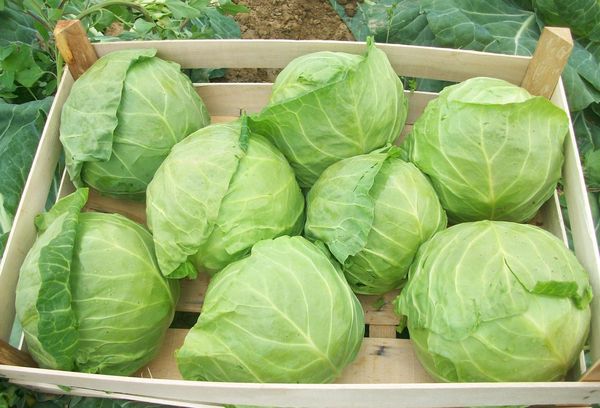 качан капусты