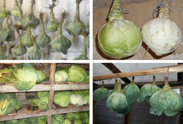 подвешенная капуста в подвале