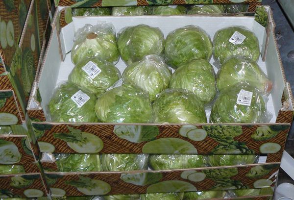 капуста в картонных ящиках