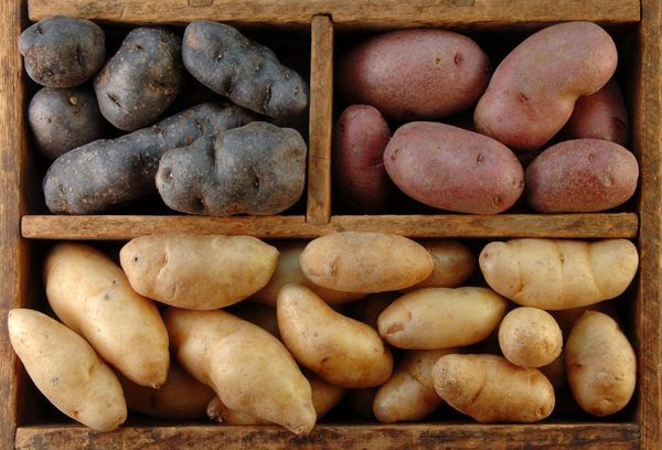 картофель разных сортов