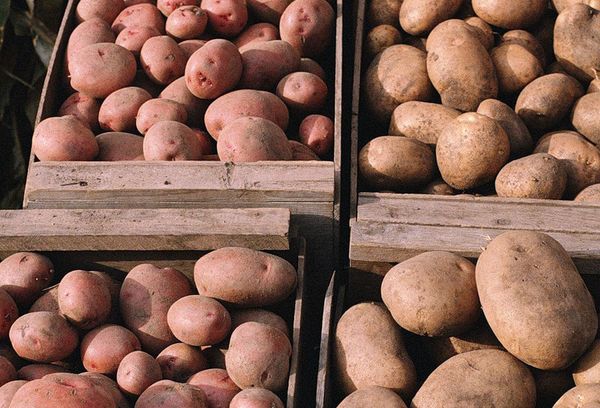 картошка в деревянных ящиках