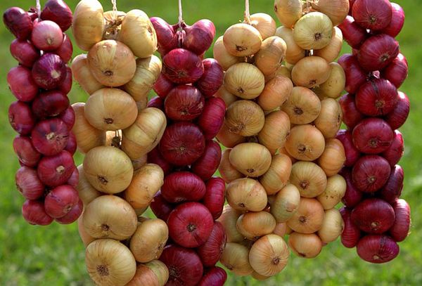 Плетеный лук