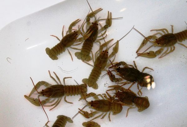 раки в ванне с водой