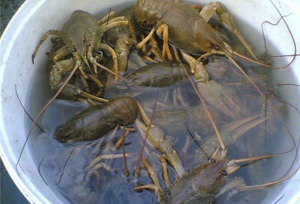 раки в емкости с водой