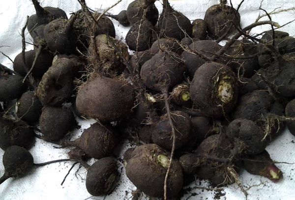 редька на мешке для хранения