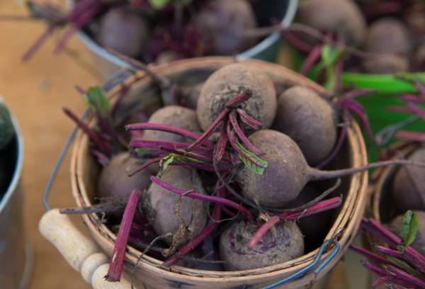 столовая свекла в ведре