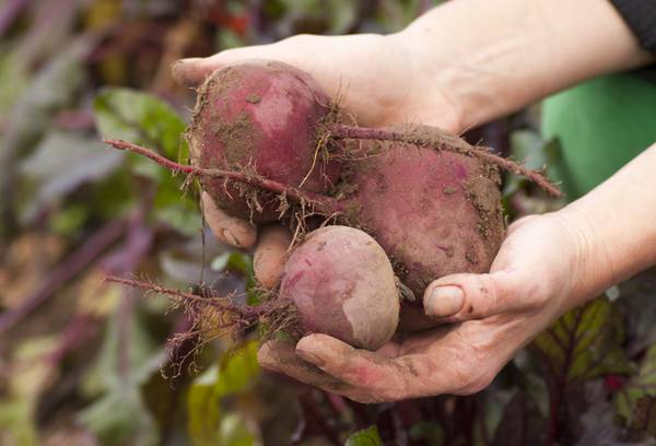 сборка свеклы