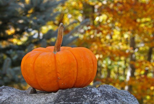 оранжевая тыква