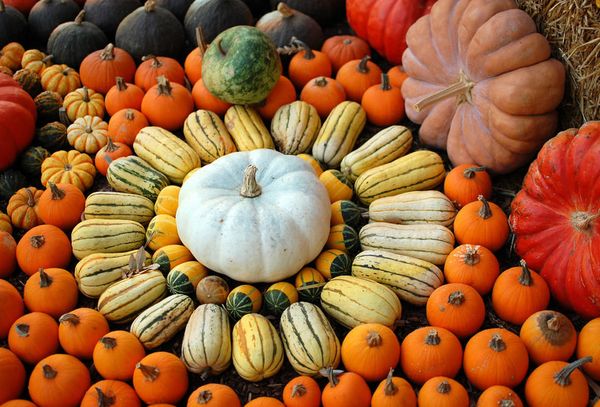 тыквы разных сортов