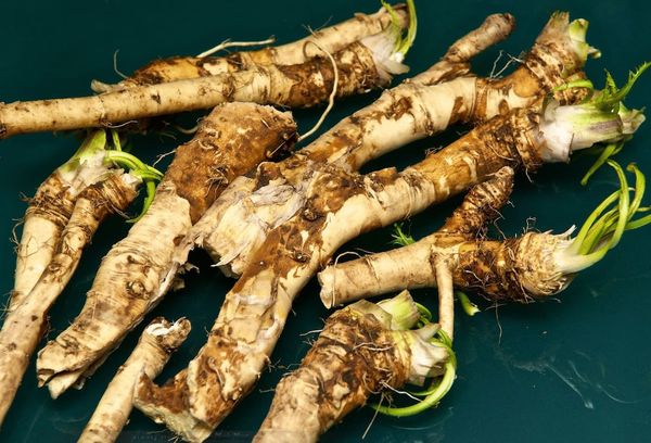 сушка корней хрена