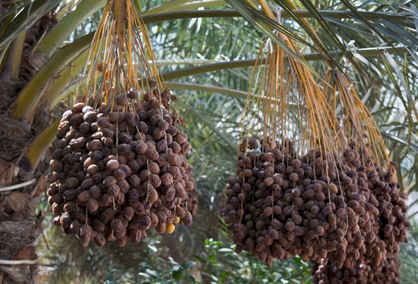 Хадрави финики