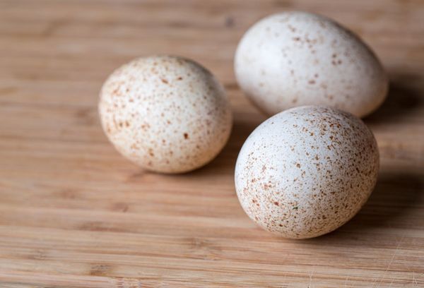 яйца индейки