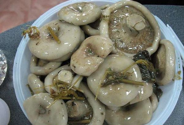 засоленные грузди
