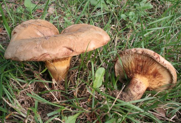 гриб коровник