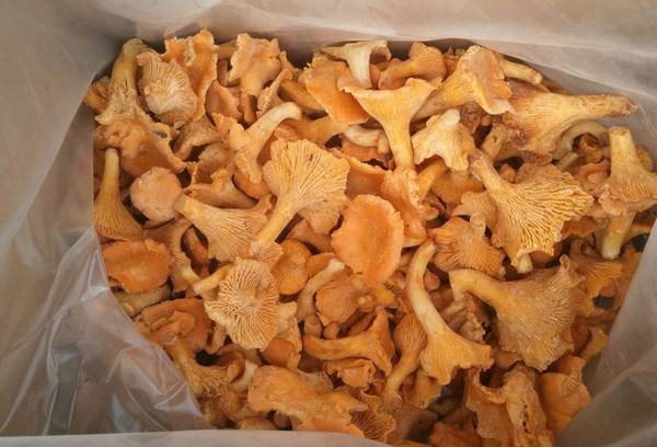 замороженные грибы