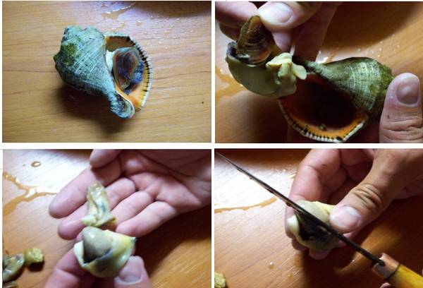 извлечение рапанов из ракушки