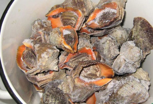 замороженные рапаны