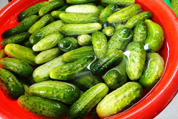 Огурцы, замоченные в тазу