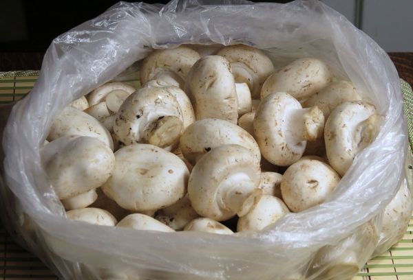 Грибы в пакете